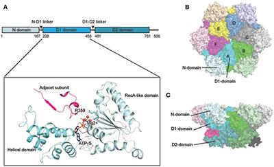 A Mighty “Protein Extractor” of the Cell: Structure and Function of the p97/CDC48 ATPase